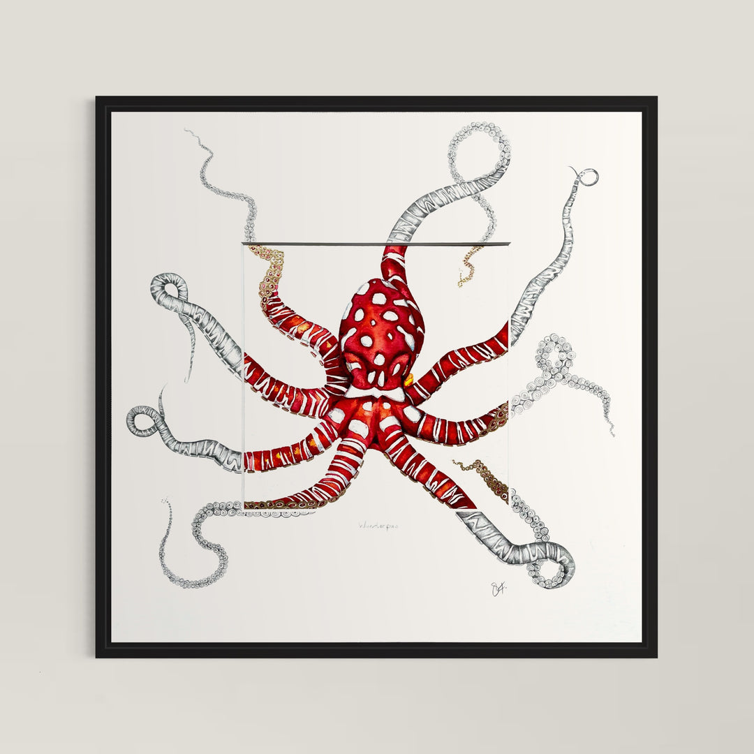 Wunderpus Octopus Original Watercolour with Unique Sketched Detailing