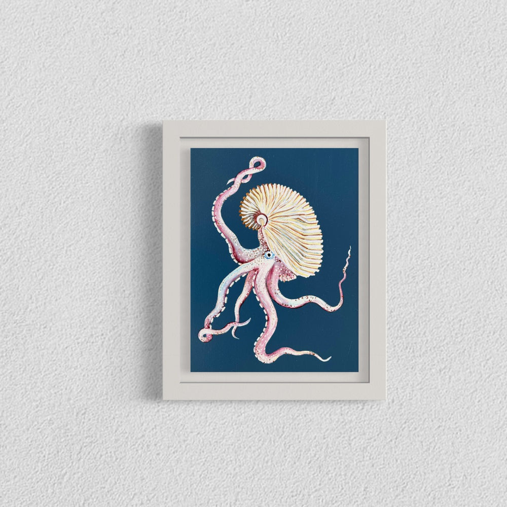 Argonaut octopus framed in white frame
