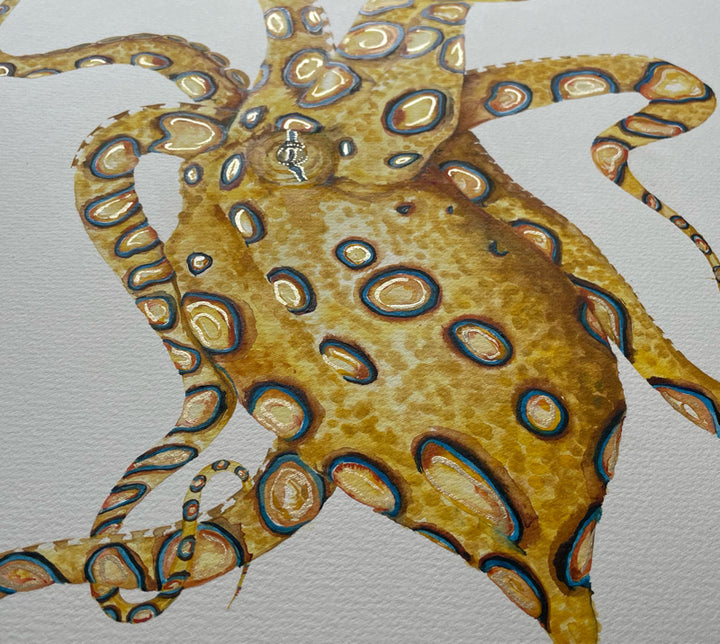 Blue Ringed Octopus - Original Framed Watercolour