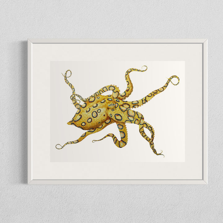 Blue Ringed Octopus - Original Framed Watercolour