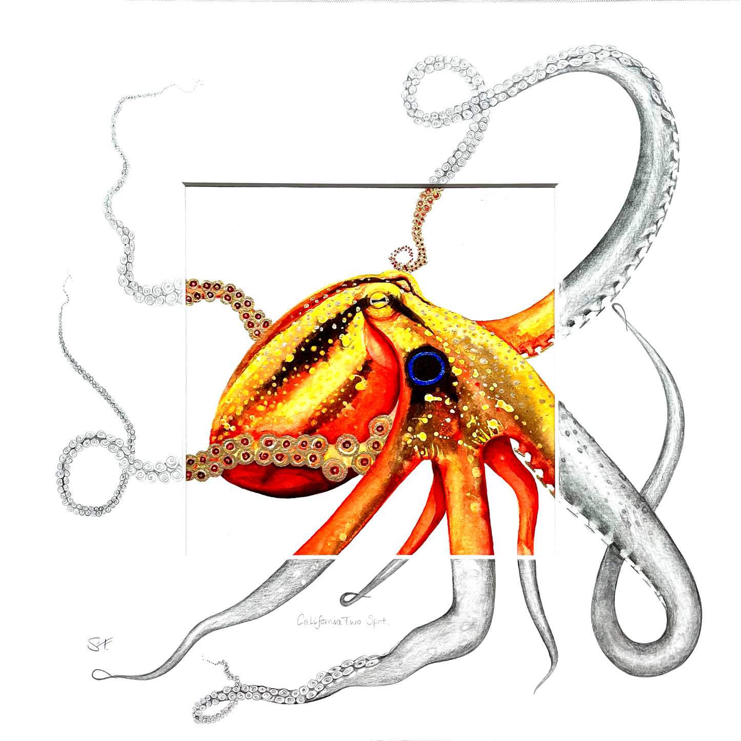 California Two-Spot Octopus Original Watercolour with Unique Sketched Detailing