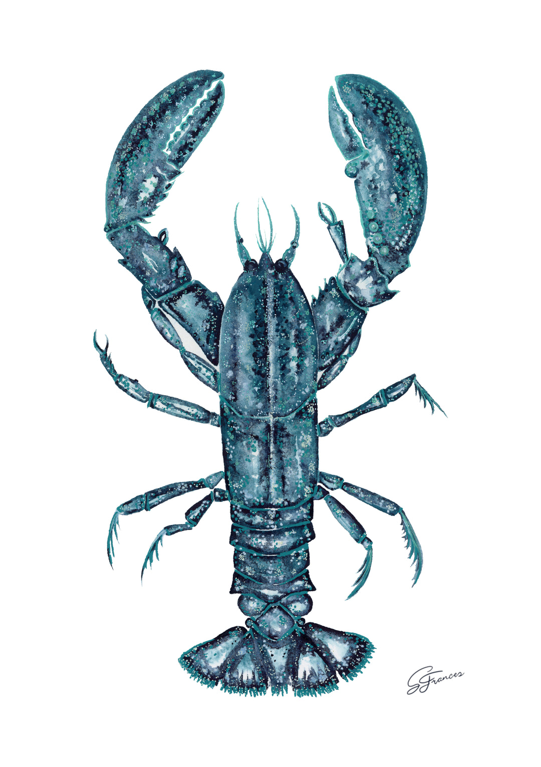 detailed picture of lobster print