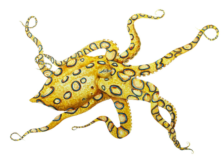 Blue Ringed Octopus - Original Framed Watercolour