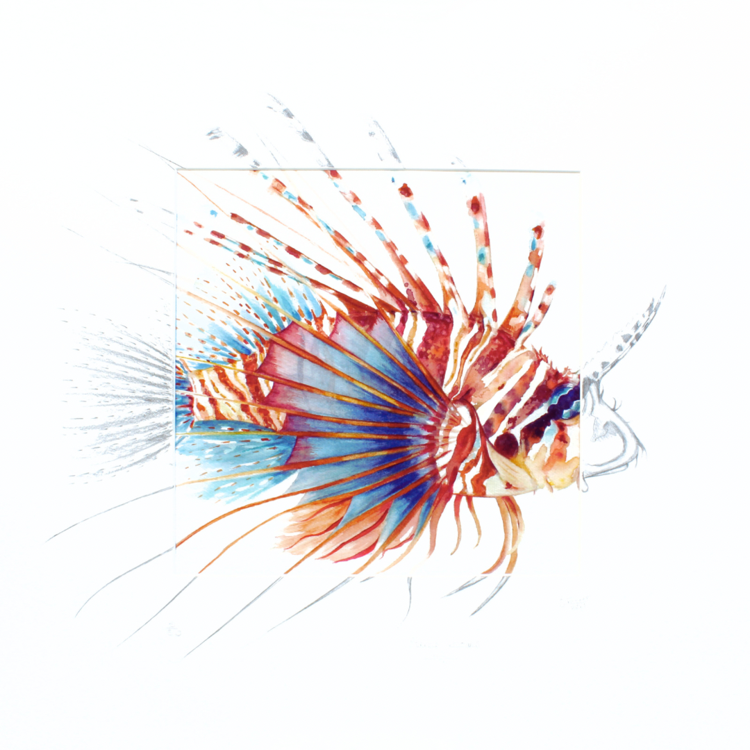 lionfish sketched mount