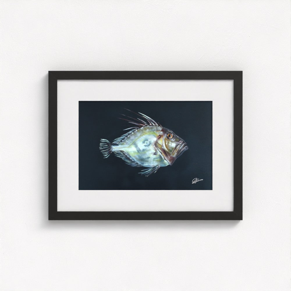 John Dory Fine Art Print | Premium Collection