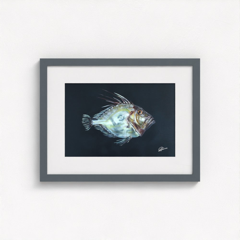 John Dory Fine Art Print | Premium Collection