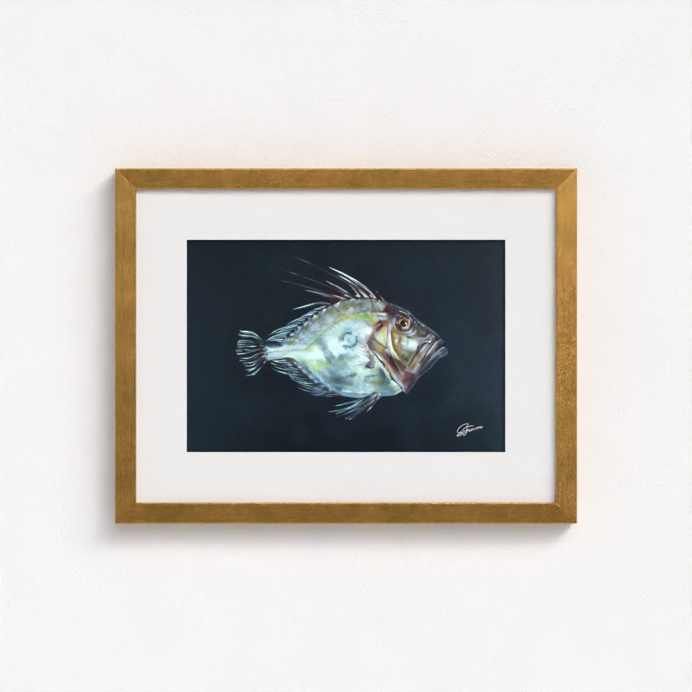 John Dory Fine Art Print | Premium Collection