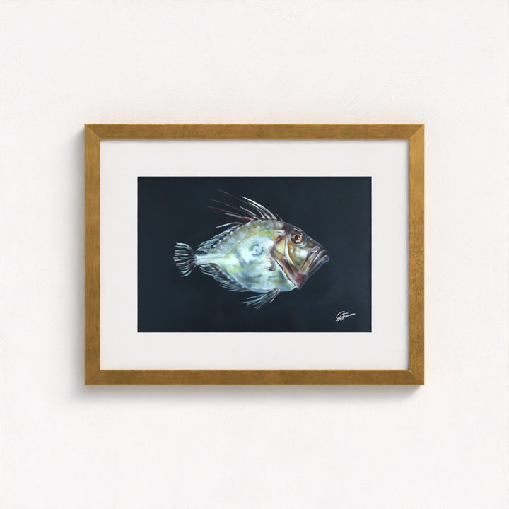 John Dory Fine Art Print | Premium Collection