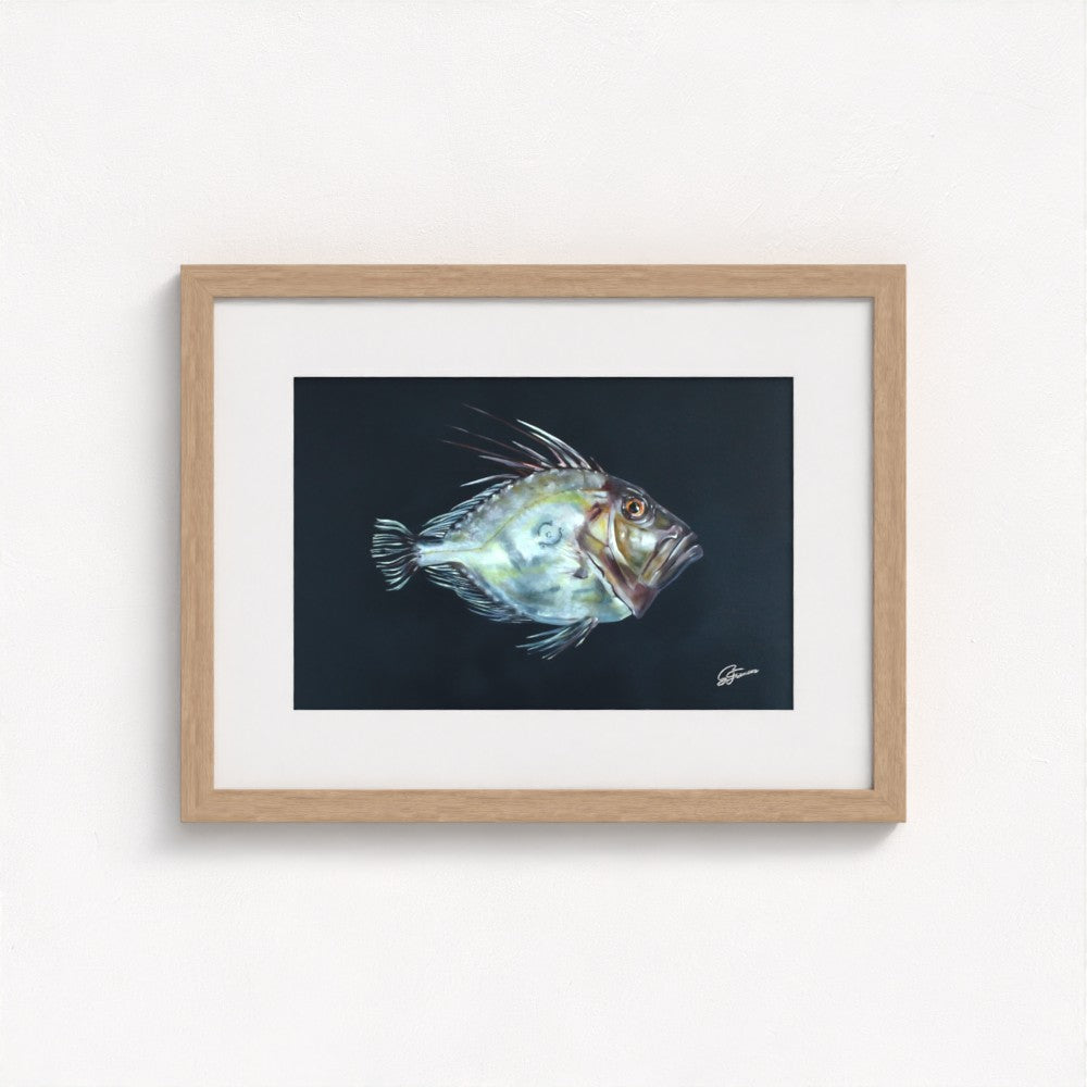 John Dory Fine Art Print | Premium Collection