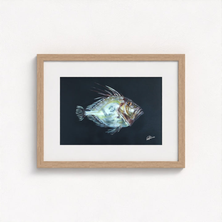 John Dory Fine Art Print | Premium Collection