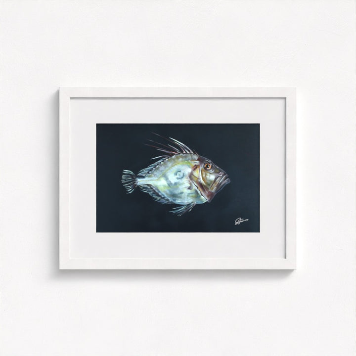 John Dory Fine Art Print | Premium Collection