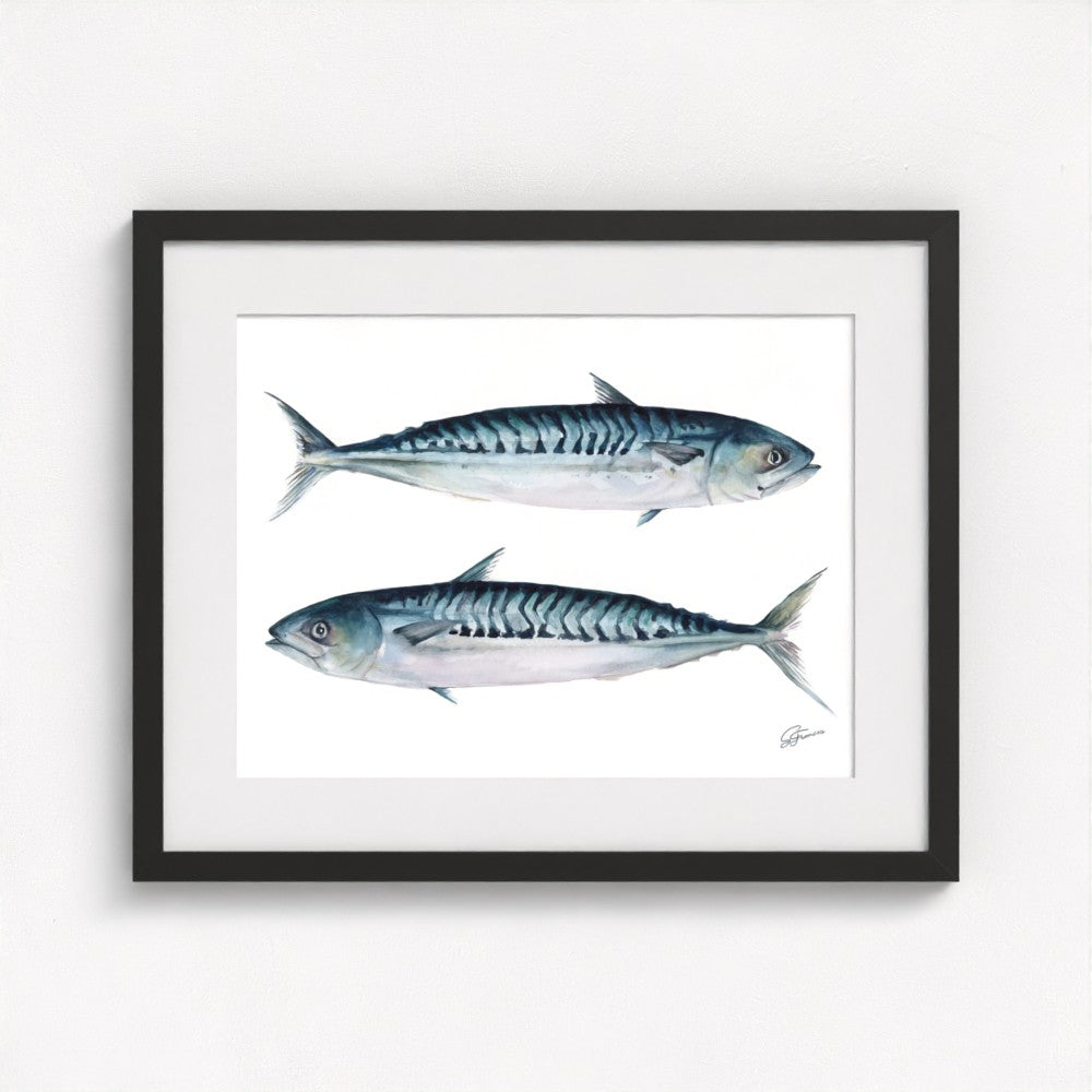 Atlantic Mackerel Fine Art Print | Premium Collection