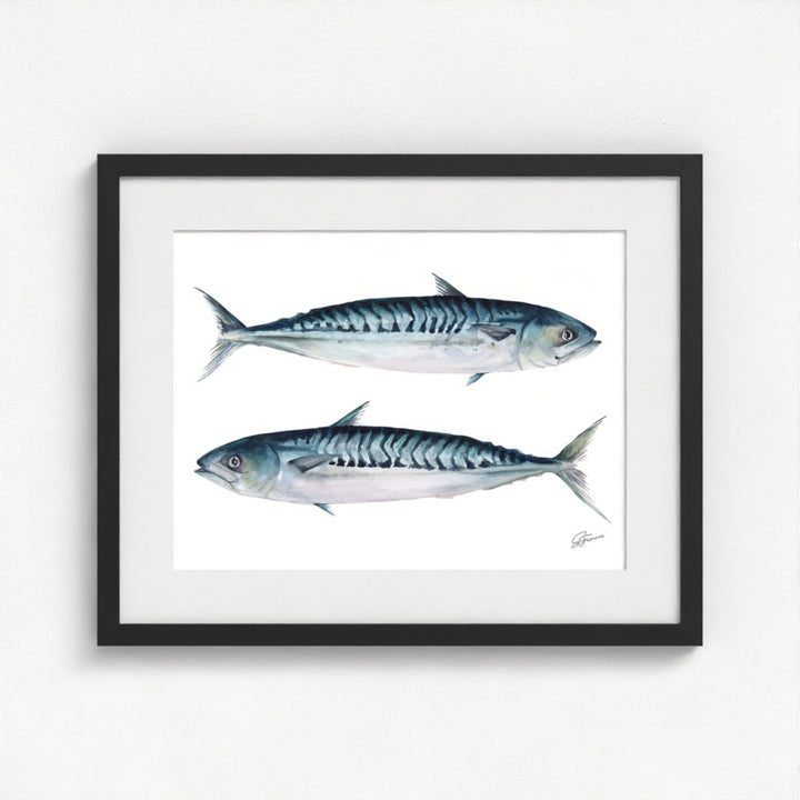 Atlantic Mackerel Fine Art Print | Premium Collection