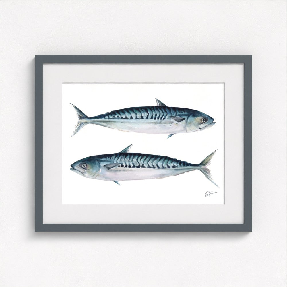 Atlantic Mackerel Fine Art Print | Premium Collection