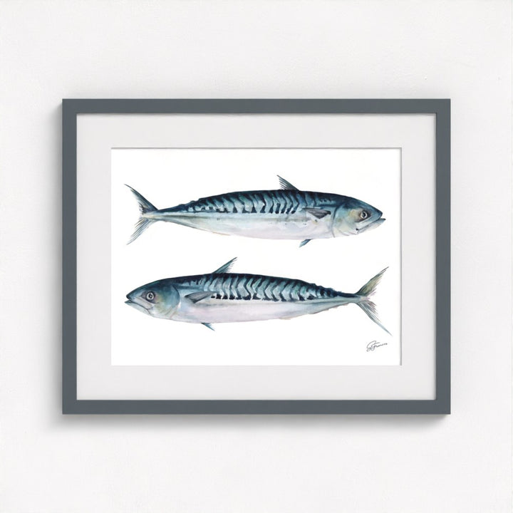 Atlantic Mackerel Fine Art Print | Premium Collection