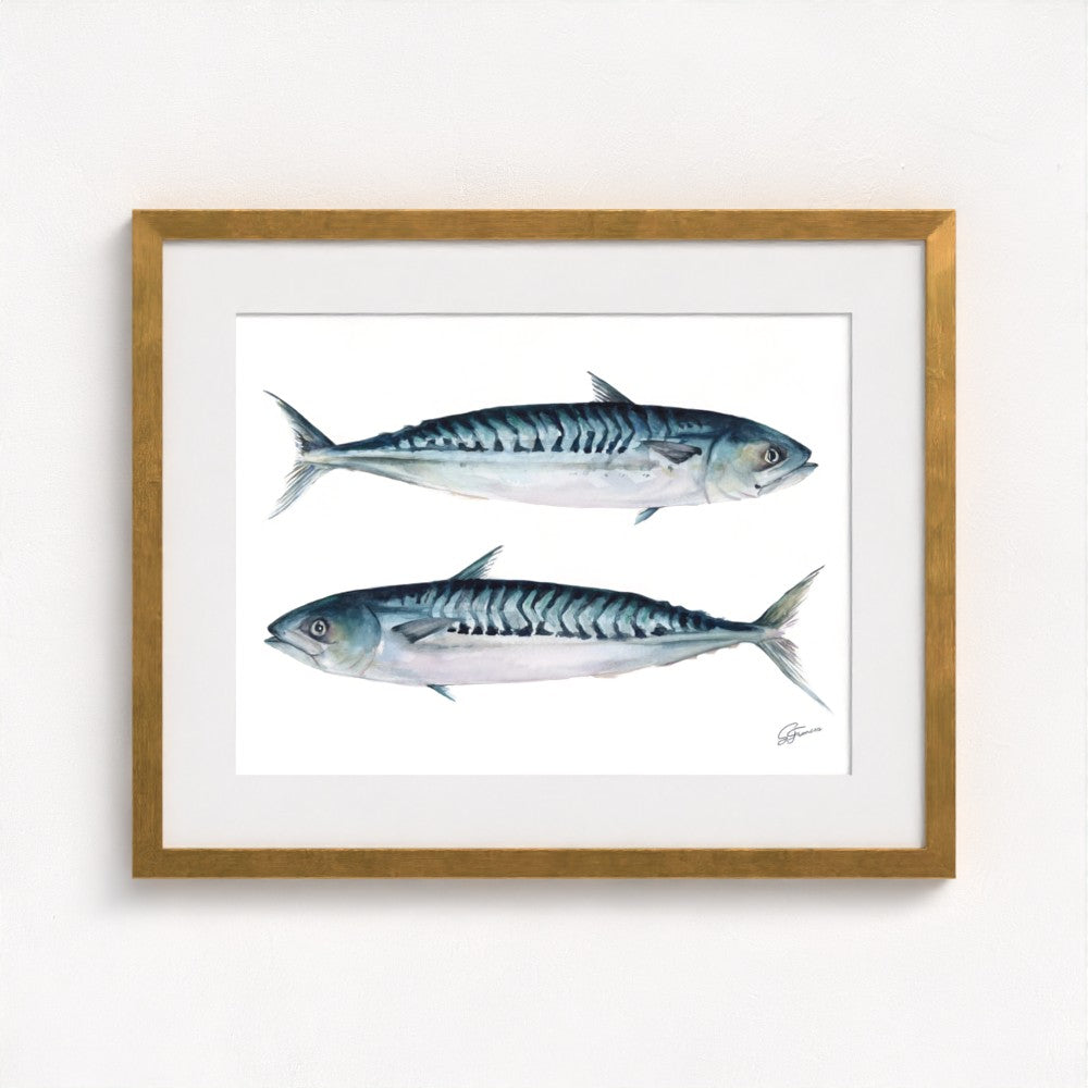 Atlantic Mackerel Fine Art Print | Premium Collection