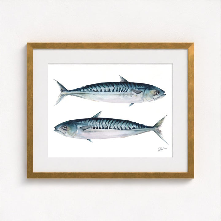 Atlantic Mackerel Fine Art Print | Premium Collection