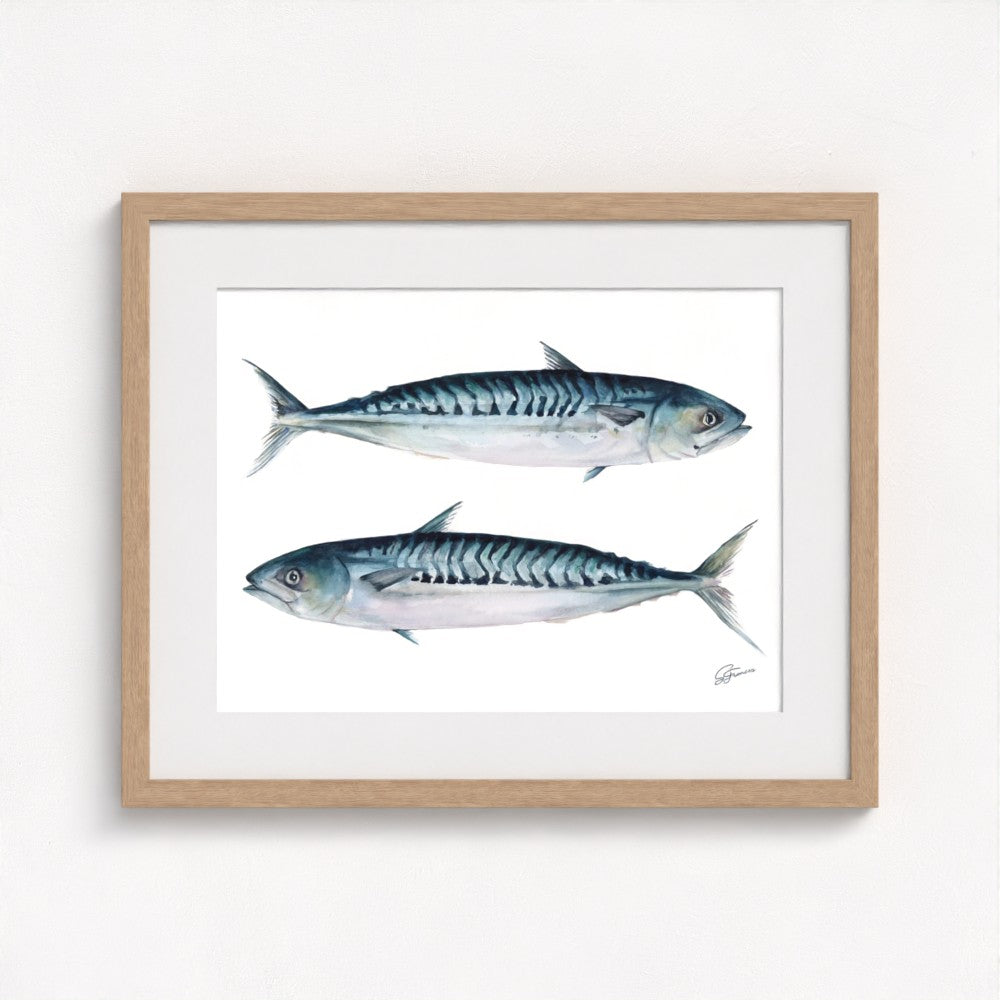 Atlantic Mackerel Fine Art Print | Premium Collection