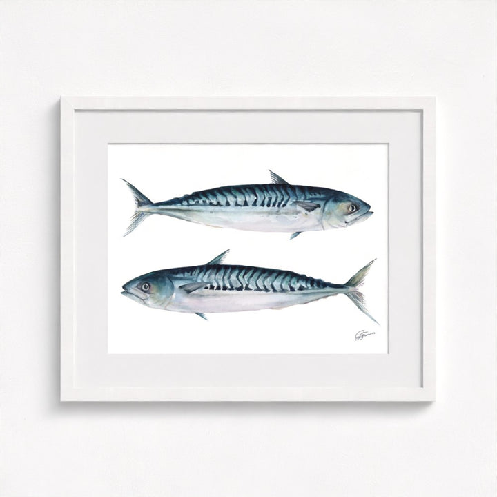 Atlantic Mackerel Fine Art Print | Premium Collection