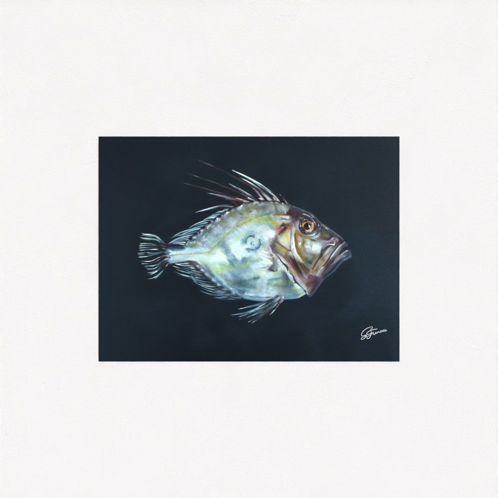 John Dory Fine Art Print | Premium Collection