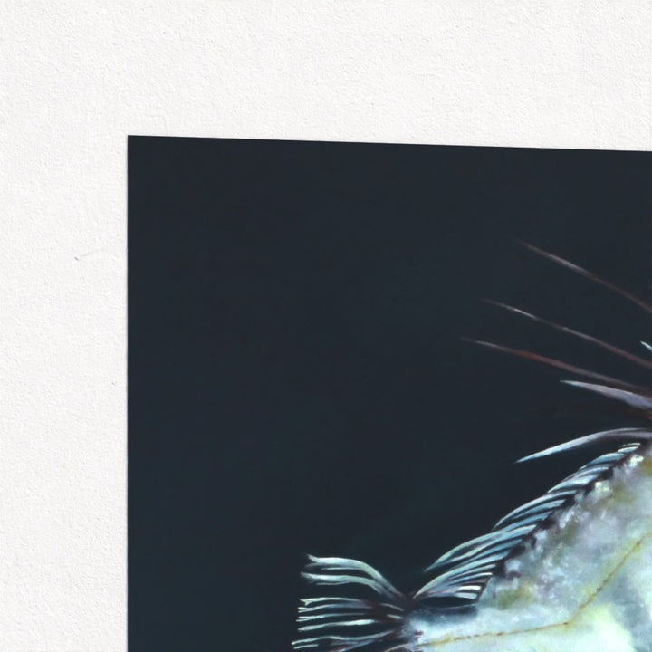 John Dory Fine Art Print | Premium Collection