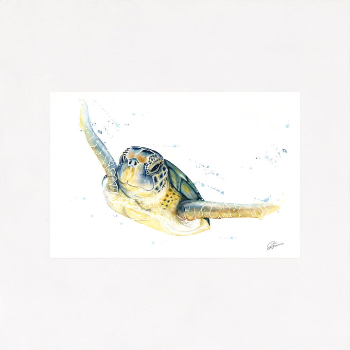Green Sea Turtle Fine Art Print | Premium Collection
