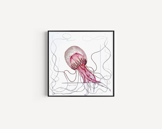 Empress Lumina Jellyfish Fine Art Print with Sketched Mount