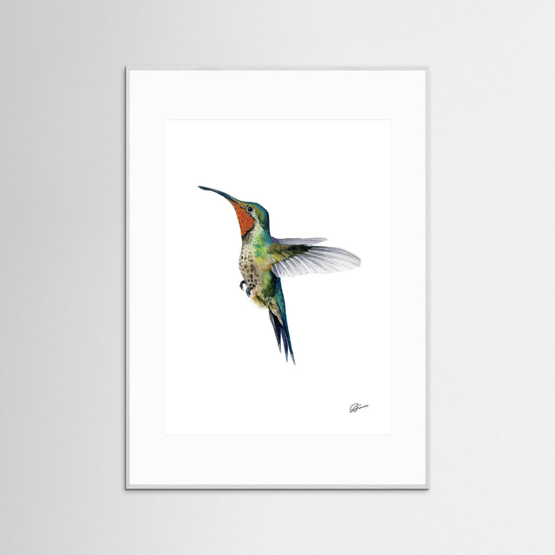 Hummingbird's Dance | Fine Art Print
