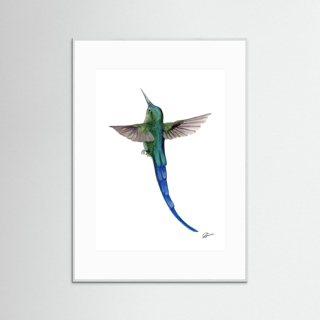 Sylphic Radiance Hummingbird | Fine Art Print