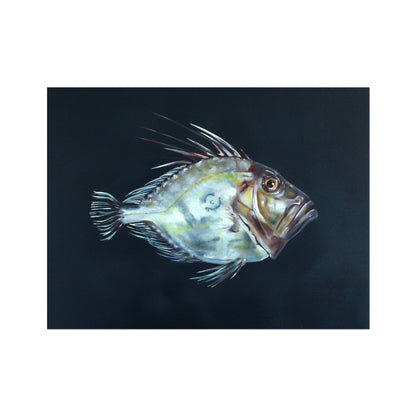 JOHN DORY Framed & Mounted Print