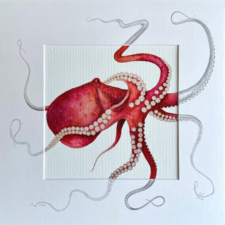 RED OCTOPUS | Fine Art Print with Sketched Mount