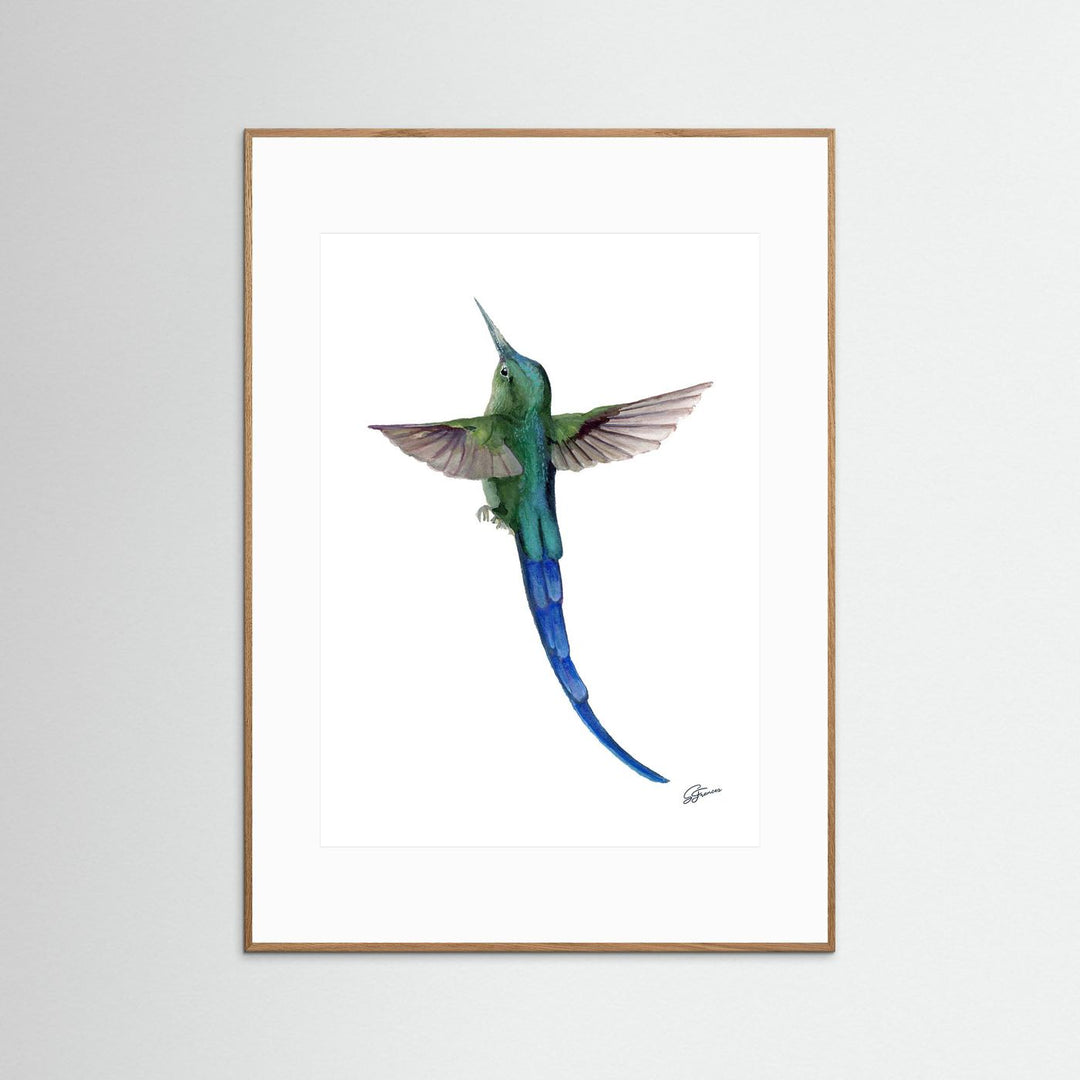 Sylphic Radiance Hummingbird | Fine Art Print