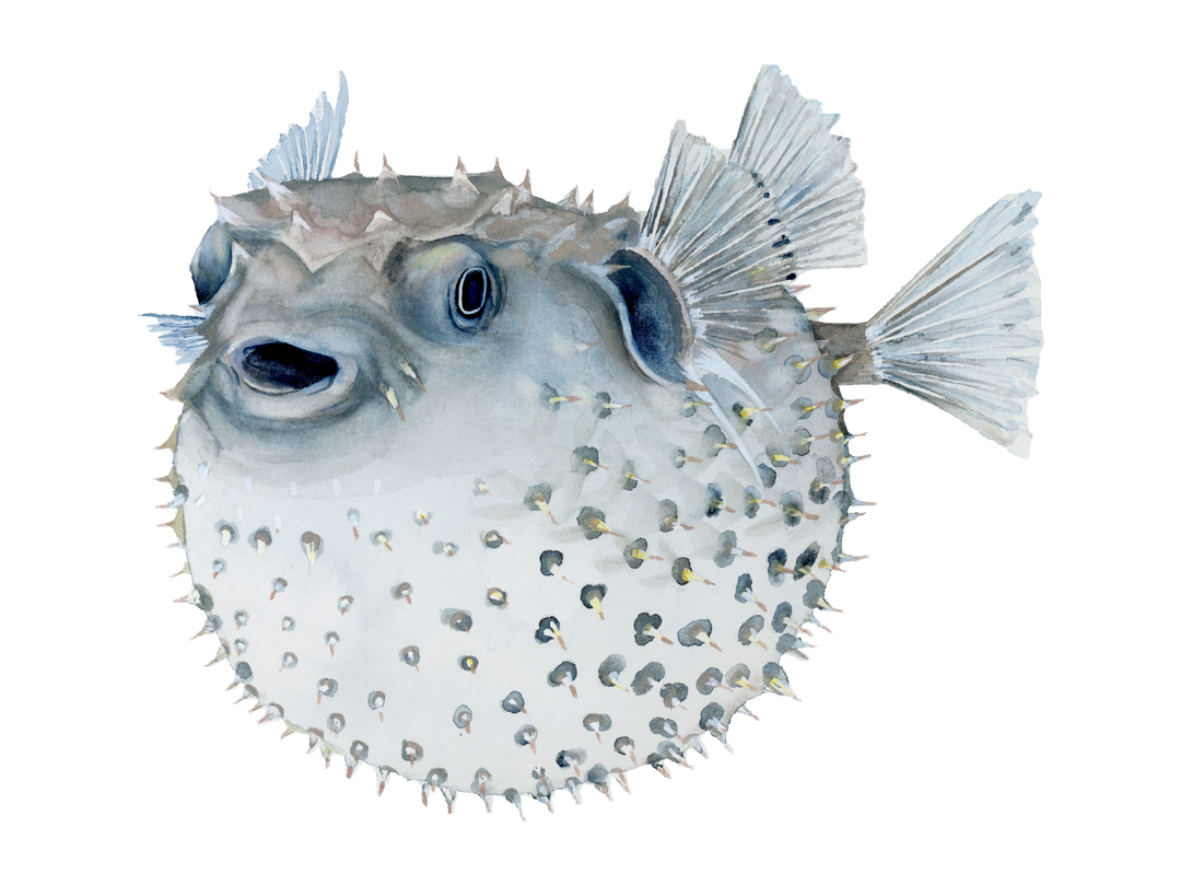 Pufferfish Fine Art Print