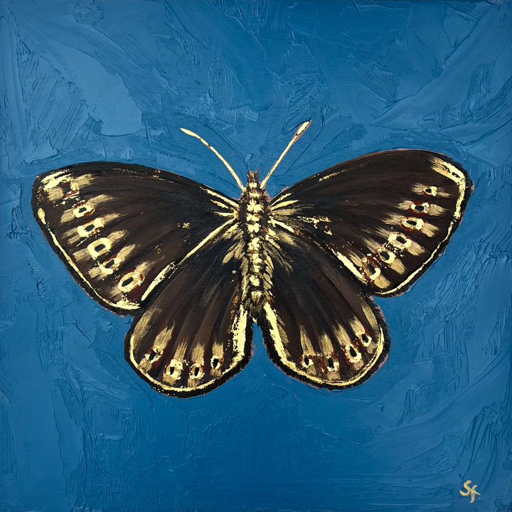 Highland Elegance- Mountain Ringlet butterfly with 23ct gold embellishment