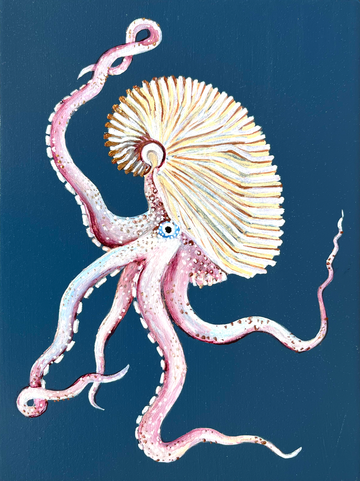 Argonaut octopus painting
