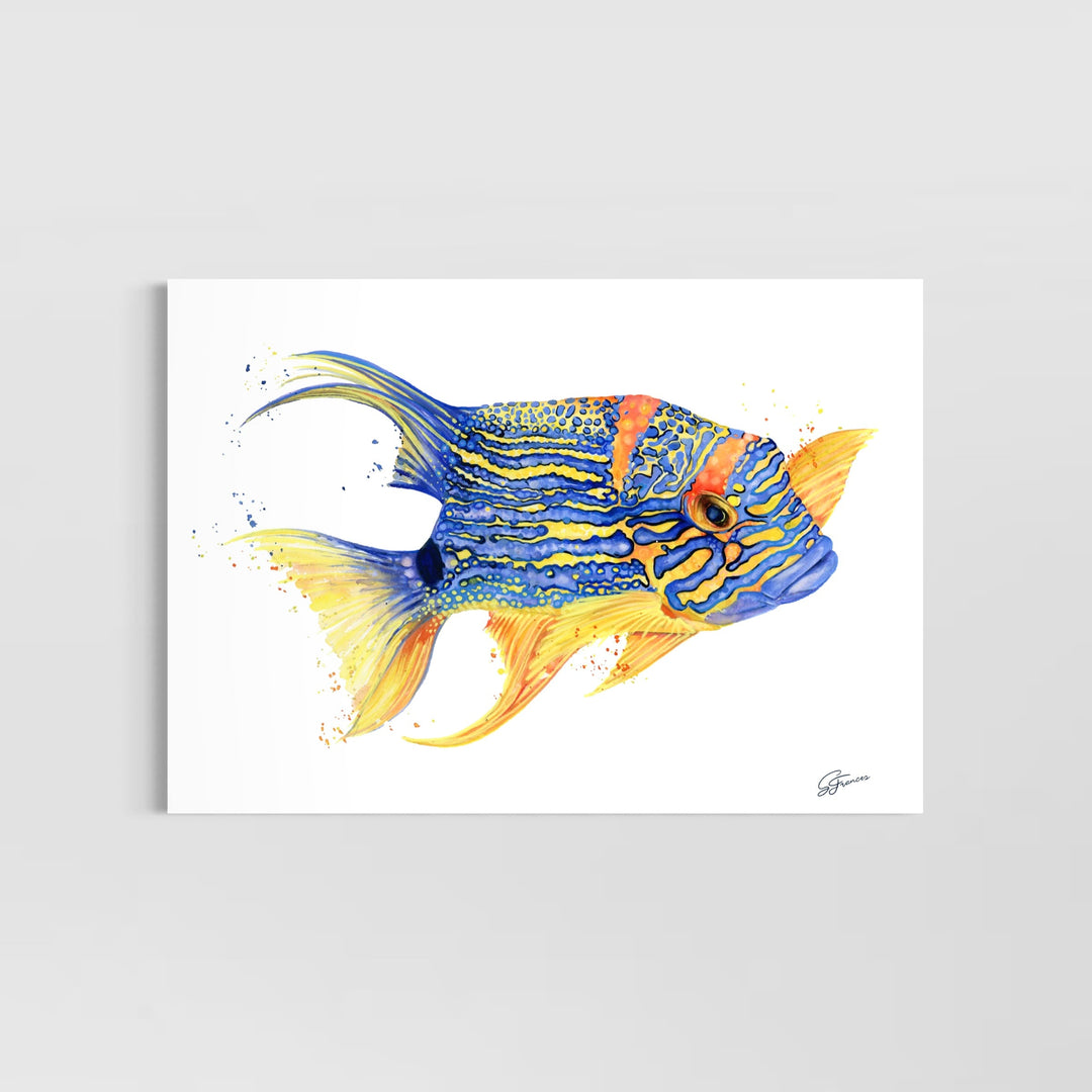 Colorful fish illustration on a white background