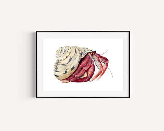 Hermit Crab Fine Art Print