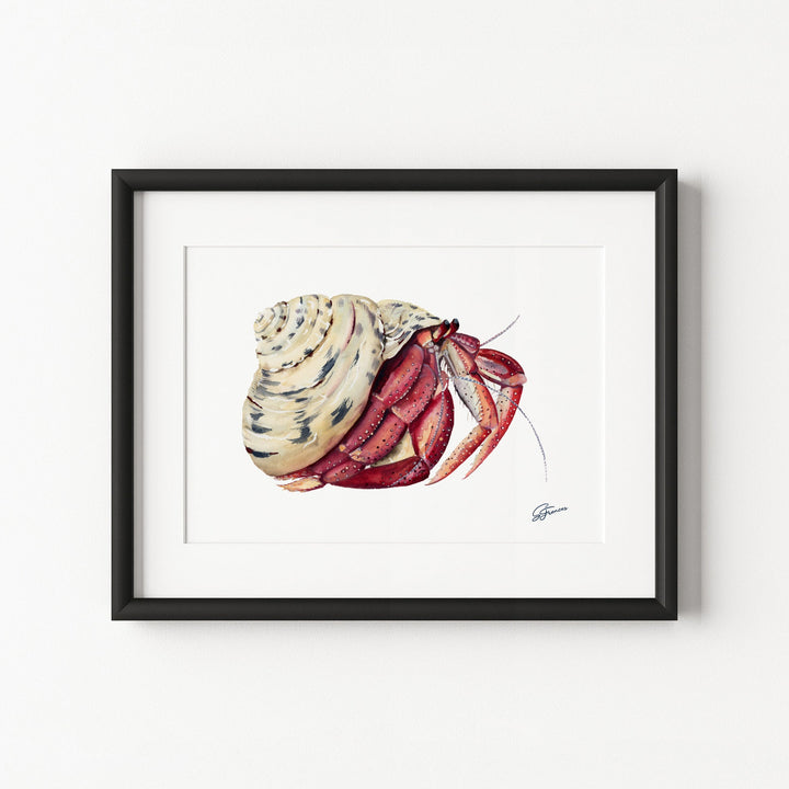 Framed artwork of a hermit crab on a white background