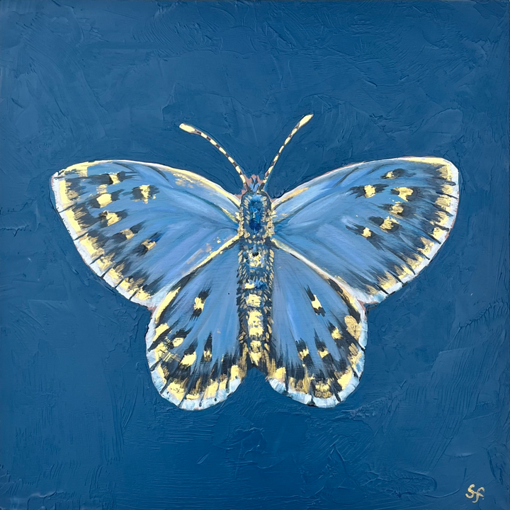 Adonis butterfly oil painting
