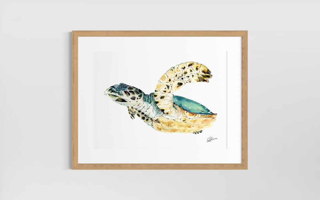Hawksbill Sea Turtle Fine Art Print | Premium Collection