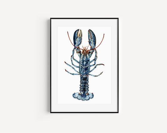 Homarus Gammarus Lobster Fine Art Print