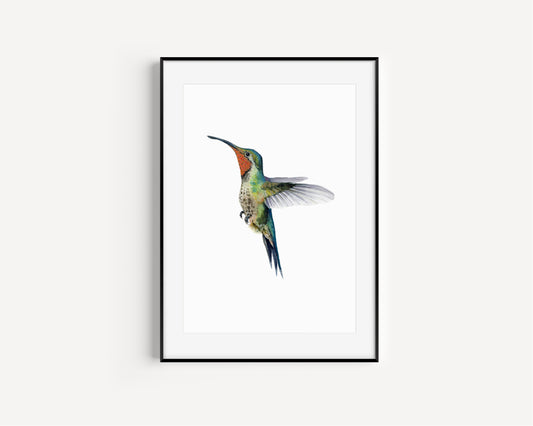 Hummingbird's Dance -Hummingbird Fine Art Hand Embellished Print