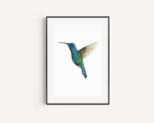 Humming Bird in Flight -Hummingbird Fine Art Hand Embellished Print