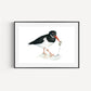 Oyster Catcher Fine Art Print