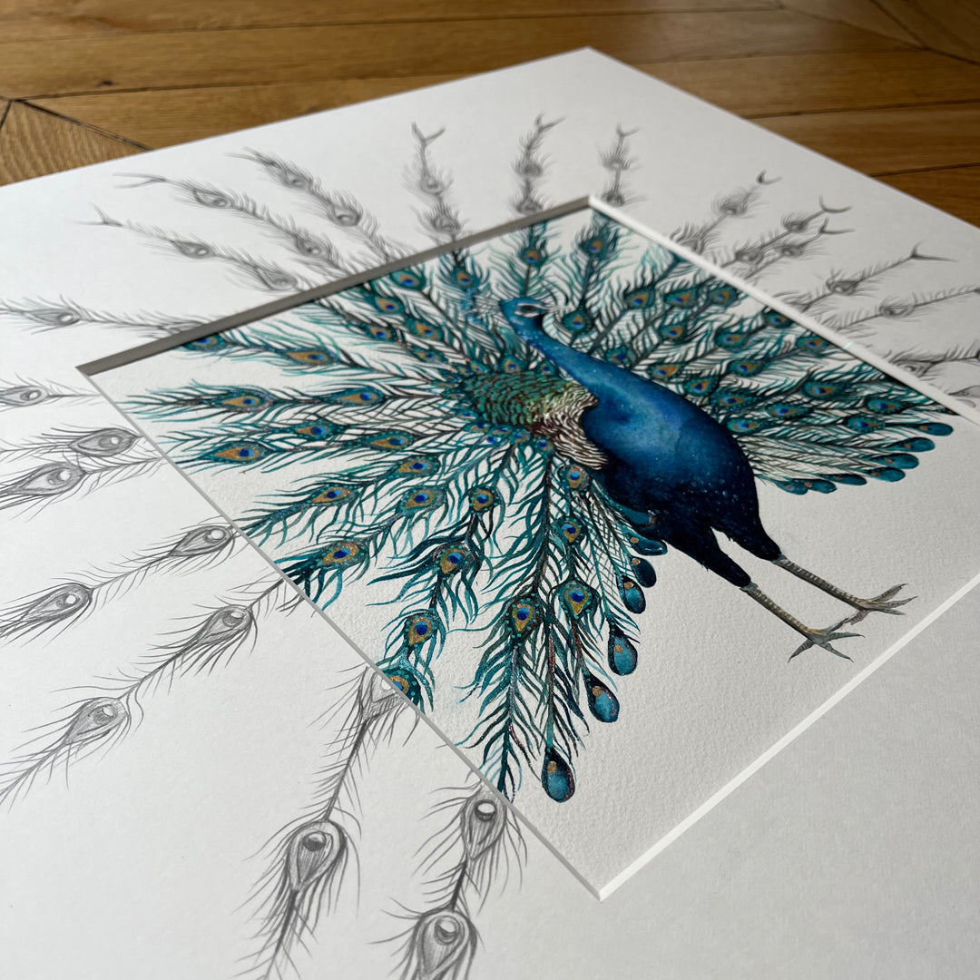 Decorative peacock feather design on a white surface