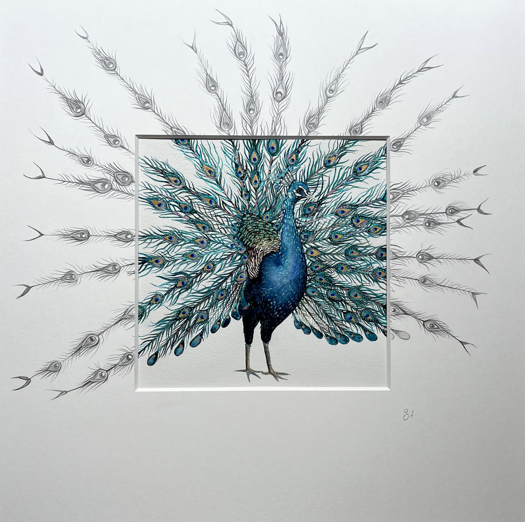 Peacock in Full Display