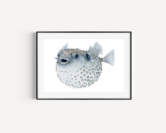 Pufferfish Fine Art Print