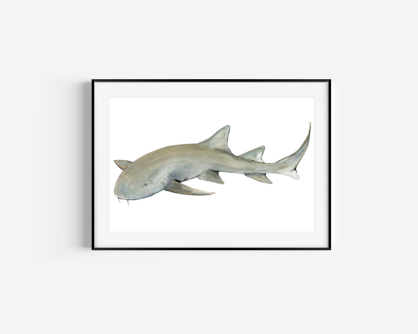 Nurse Shark Original