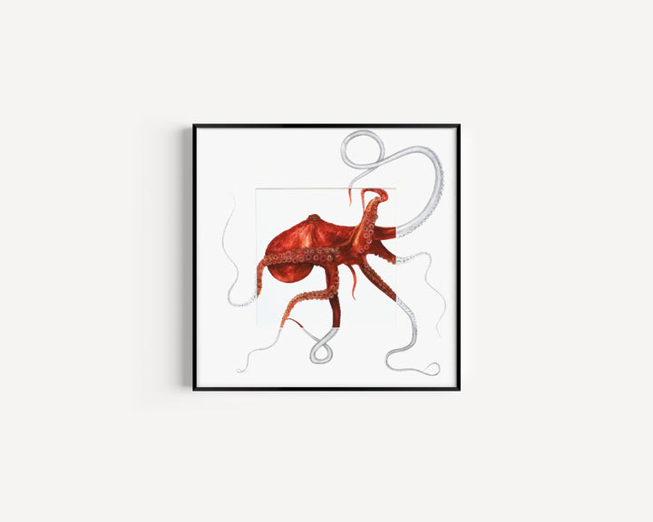 Octopoda Fine Art Print with Sketched Mount