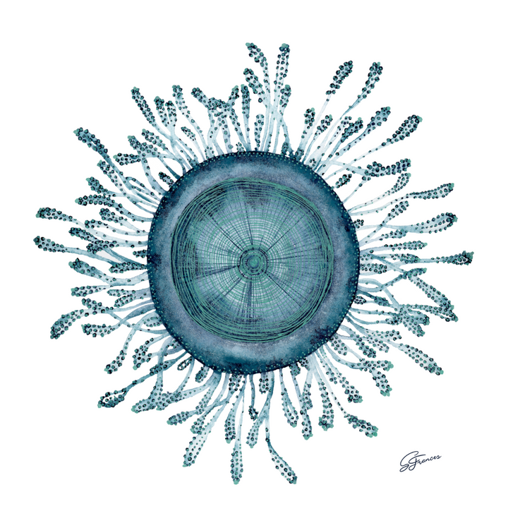 detailed image of button jellyfish print